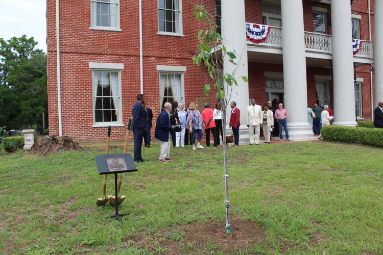 Liberty Tree before ceremony
