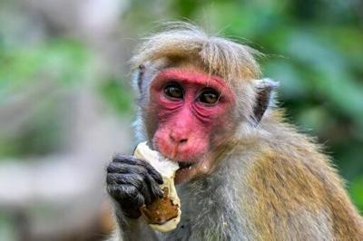 Sri Lanka counts nuisance wildlife in bid to protect crops