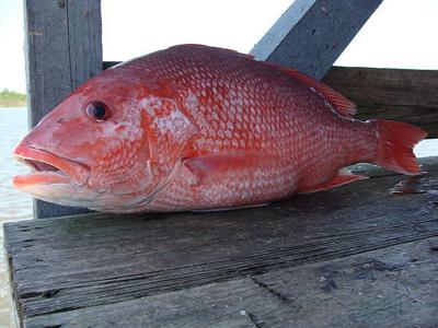 Red Snapper Season Parameters Different for 2021