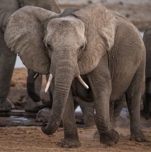 Elephants can communicate through ground vibrations thanks to their massive ears