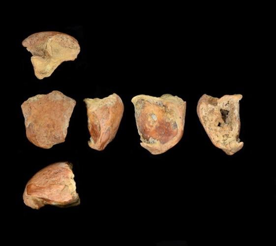 75,000-year-old wound may be earliest evidence of human ancestor killed by spear