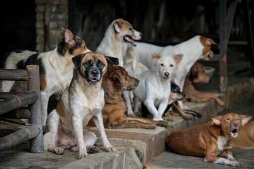 Rescued stray dogs gathering at a dog shelter in Jakarta, some of which were saved from restaurants selling dog meat dishes