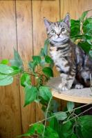 Cat Tuesday Mardi Gras Feast fundraiser to benefit Selma animal adoption program