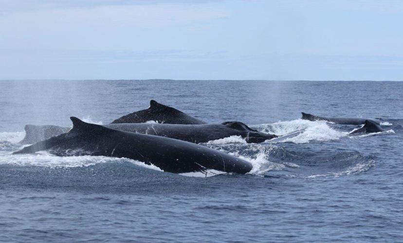 Older male whales more successful at mating as they’re better singers, shows study