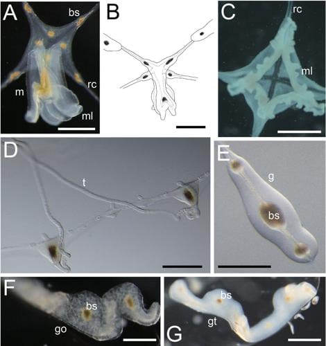 newly-discovere–1510175