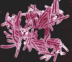 Tuberculosis bacteria