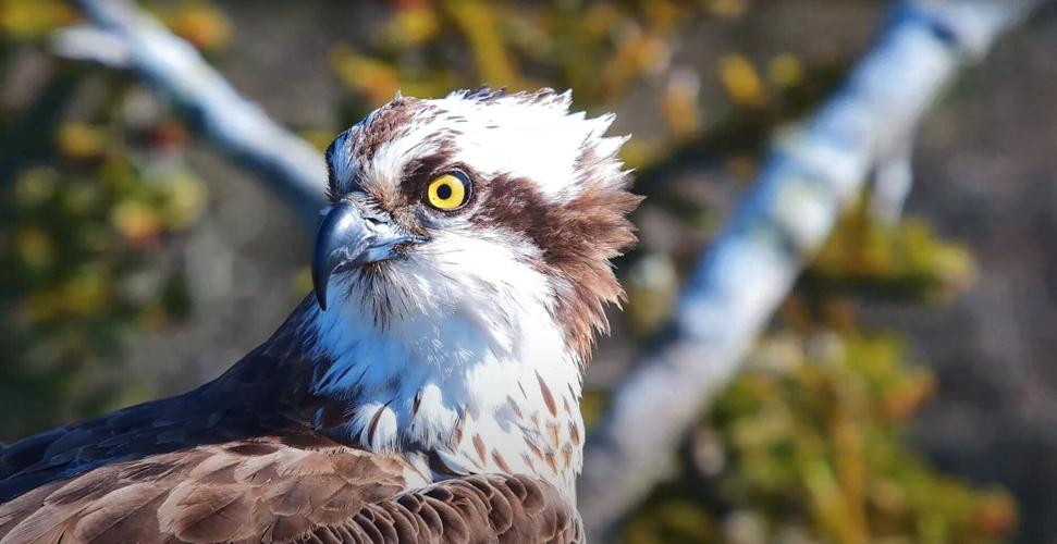 Ospreys recovering thanks to “pioneering pairs” who nest away from main population
