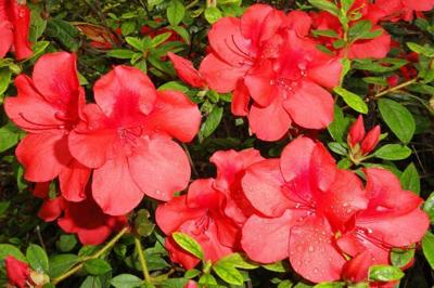 Encore! Fall azaleas