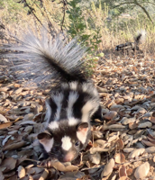 Rare orphaned skunks return to the wild
