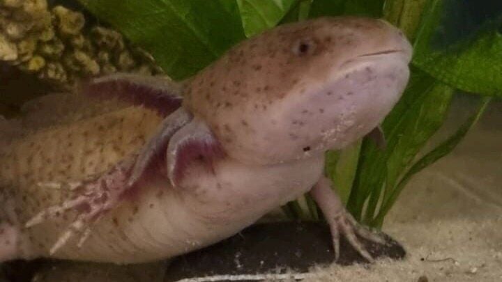 Girl,10, finds endangered Mexican axolotl in Welsh river