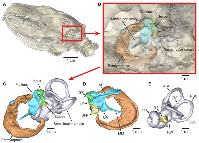 Hedgehog road deaths could be reduced using ultrasound technology, suggests study
