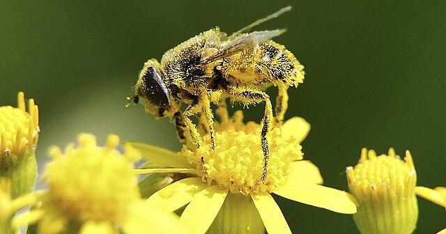 Pollen: A sticky situation for the better | Lifestyle ...