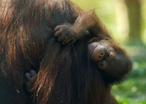 Bornean orangutans are a critically endangered species. This baby was born in at Madrid Zoo Aquarium last week