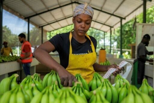 'Always hiding': Haitian laborers fear Dominican deportation push