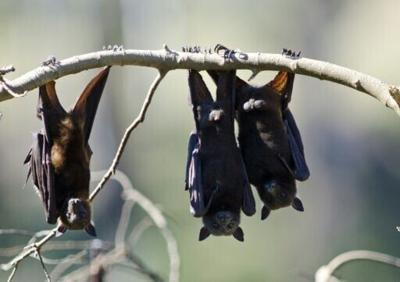 Australian man dies from bat bite