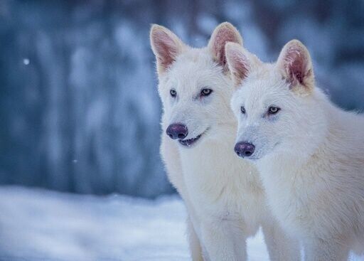 US firm says it brought back extinct dire wolves