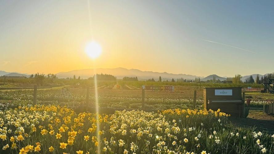 Tulip Valley Farm (1) (1)