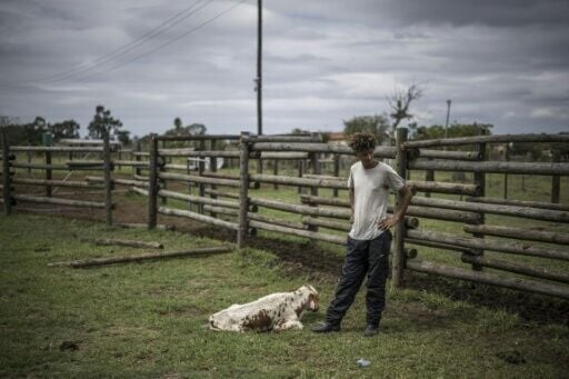 The government declared a foot-and-mouth emergency in February