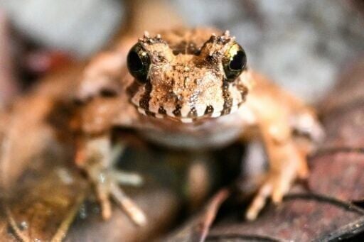 'Frogging' takes off in Borneo's jungle