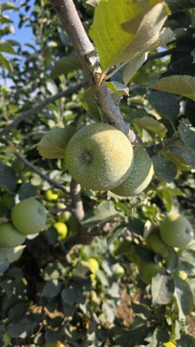 Farmer has to use suncream on apples to prevent them from cooking in heatwave