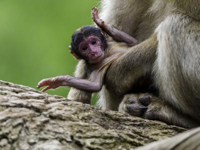 Endangered monkey babies arrive with adorable attitude