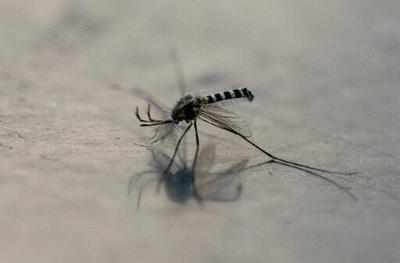 Mosquitoes with 'toxic' semen could stem disease spread: research