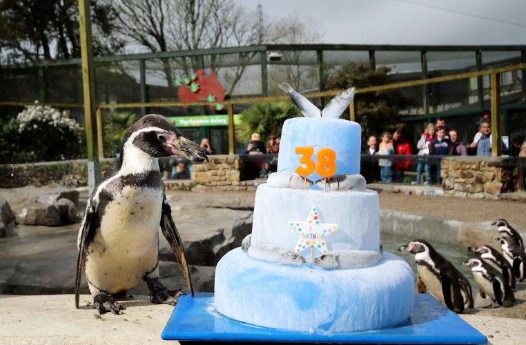 World’s oldest Humboldt penguin turns 38 with cake and favourite snacks