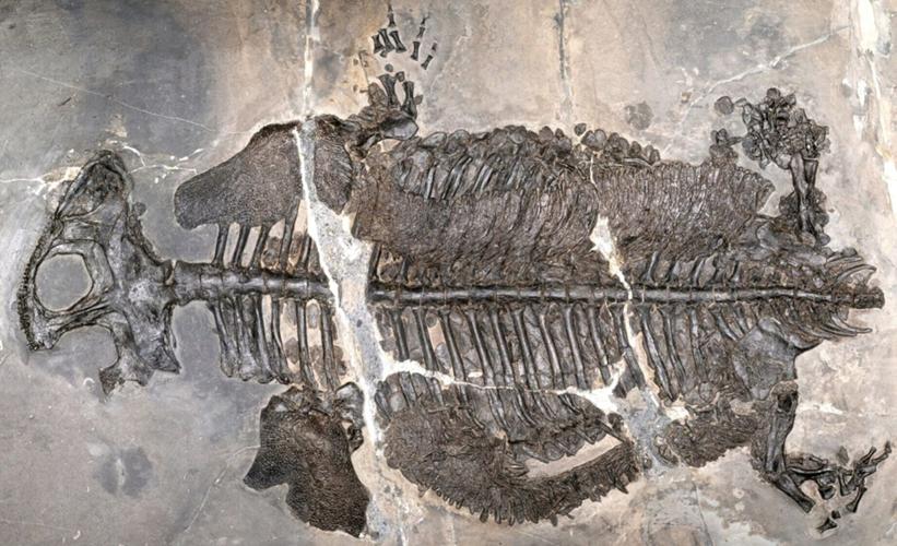 Fossils unearthed of first fully marine amphibian that lived 230 million years ago