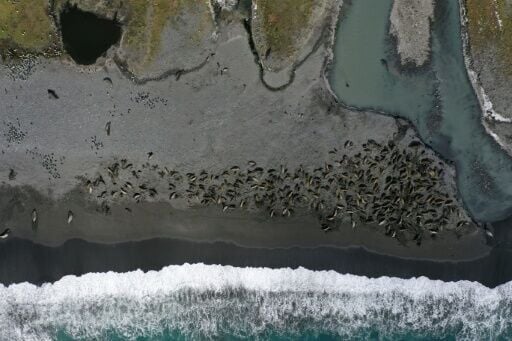 Scientists earlier this year warned that bird flu had sparked the worst die-off on record for southern elephant seals