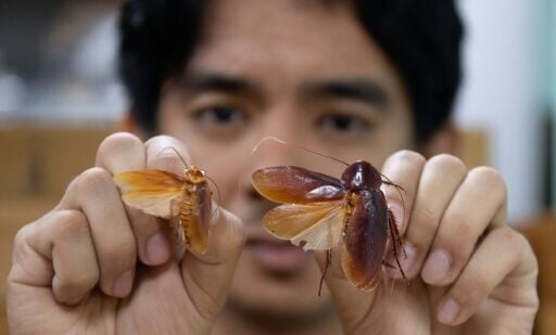 As the Philippines's lone expert on the oft-misunderstood insect -- and discoverer of 15 species -- friends have dubbed the soft-spoken scientist "Ipis Lord", after the local name for the cockroach