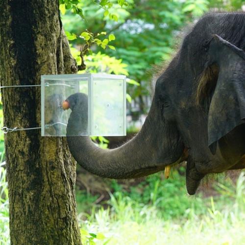Elephants can think before they act and resist impulsive behaviour, reveals study
