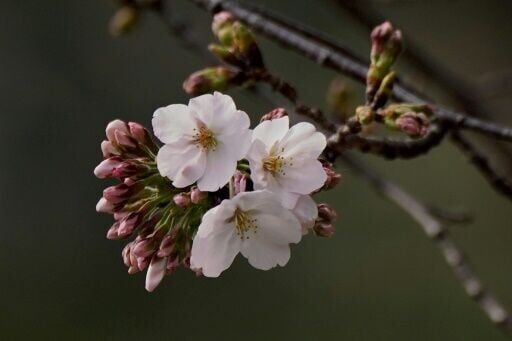 AI tool aims to help conserve Japan's cherry trees