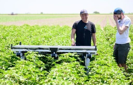 AI robots fill in for weed killers and farm hands