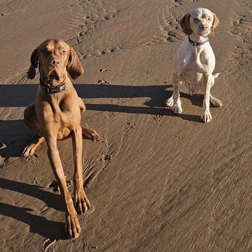 Storms reveal rare 2,000-year-old footprints on Scottish beach