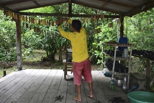 Rubber tappers forge sustainable future in Amazon