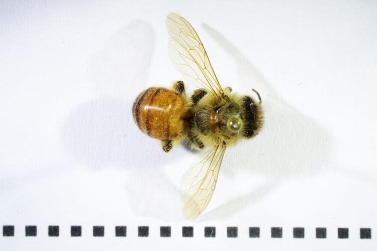 Early Europeans ate beetles and other creepy crawlies, reveals study
