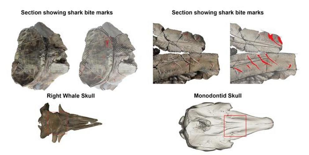 Sharks were attacking whales in the North Sea five million years ago, reveals study