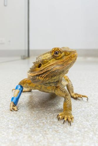 Lizard walks again after 3D-printed splint fitted
