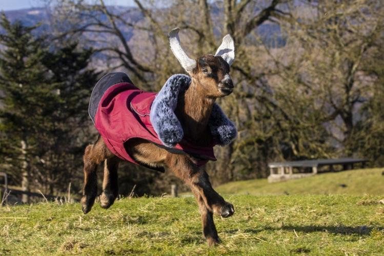 Adorable photos show baby goats wearing coats to keep warm