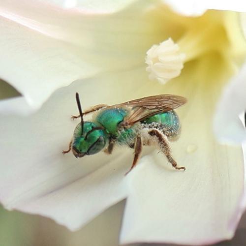 Some bees change colour with the weather, reveals new research