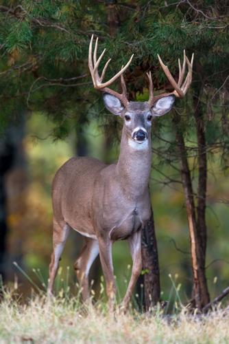 Black Belt Adventures Urges Hunters to Donate Venison