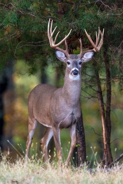 Black Belt Adventures Urges Hunters to Donate Venison