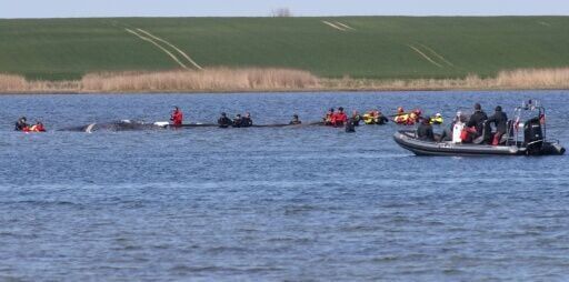 Two entrepreneurs are financing the latest bid to rescue a whale stranded off the German coast