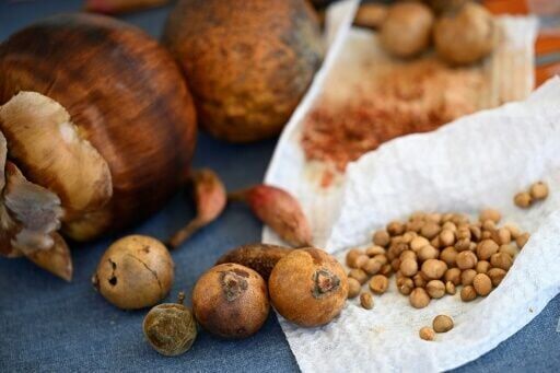 Colombia's 'Lord of the Fruit' fighting for native species