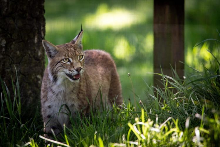 Lynx rescued after illegal Highland release named by local primary school