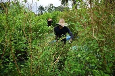 Colombia urges UN to remove coca leaf from harmful substances list