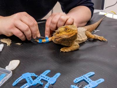 lizardsplint_featured