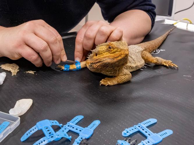 lizardsplint_featured