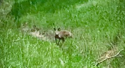 Kangaroo in Macon County