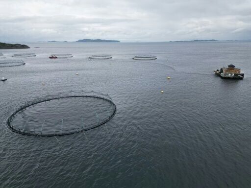 The long slow death of Norway's wild salmon